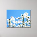 Recherche de marguerite blanche toiles Nature