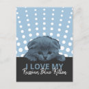 Recherche de chat bleu russe cartes postales Chaton