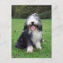 Recherche de barbu cartes postales Collie