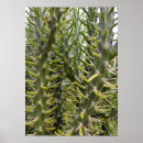 Recherche de cactus plant posters Pour eux