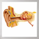 Recherche de membrane posters Oreille