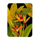 Recherche de paradis magnets Tropical