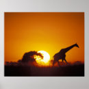Recherche de girafe art Botswana