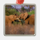 Recherche de kenya ornements Safari