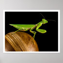 Recherche de mante posters Entomologie