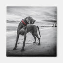 Recherche de weimar magnete Chien