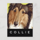 Recherche de colley cartes postales Chiens