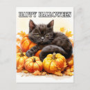 Recherche de petit chat noir cartes postales Pour tous
