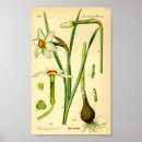 Recherche de daffodil posters Plante