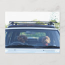 Recherche de tête animale cartes postales Humour