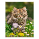 Recherche de chaton tigré posters Pour elle