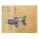 Recherche de plongée blocsnotes Faune