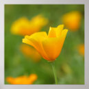 Recherche de coquelicots posters Pour tous