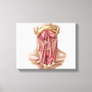 Recherche de sternum Biologie