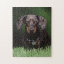 Recherche de dachshund puzzles Animal