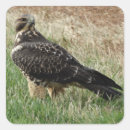 Recherche de hawk autocollants Rapaces