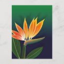 Recherche de oiseau de fleur de paradis cartes postales Floral