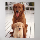 Recherche de unités posters Animal