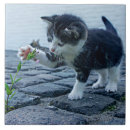 Recherche de chaton mignon carreaux Félin