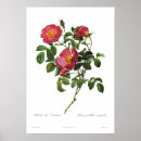 Recherche de pierre joseph redoute posters Rose