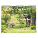 Recherche de éléphant africain Botswana