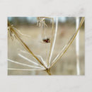 Recherche de minuscule cartes postales Animal