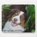 Recherche de chien berger tapis souris Australien