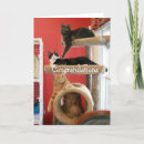 Recherche de nouvel animal familier vœux cartes Chat