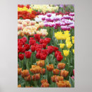 Recherche de keukenhof holland posters Europe