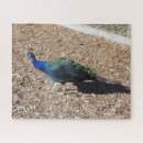 Recherche de paon bleu puzzles Nature