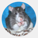Recherche de rats autocollants Rongeur