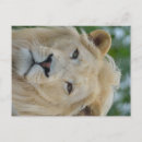 Recherche de sud africain cartes postales Animal