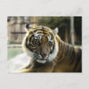 Recherche de tigre rayures cartes postales Tigres