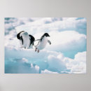 Recherche de adelie penguin posters Oiseau
