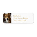 Recherche de corgi étiquettes adresse retour Chiens