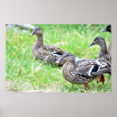 Recherche de canards posters Nature