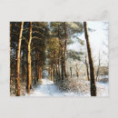 Recherche de scène de neige cartes postales Forêt