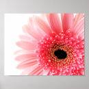 Recherche de gerbera posters Botanique