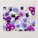 Recherche de fleur de marguerite cartes postales Blanc