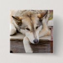 Recherche de chien de traîneau badges Animal