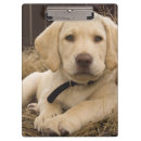Recherche de labrador porte blocs Chiot