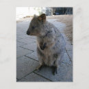 Recherche de quokka cartes postales Faune