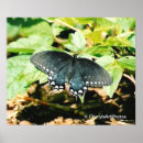 Recherche de ailes papillon posters Blanc
