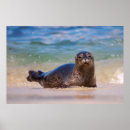 Recherche de bébé phoque posters Faune