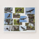Recherche de vie puzzles Faune