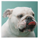 Recherche de bouledogue français carreaux Animaux domestiques