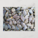 Recherche de palourde cartes postales Plage