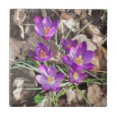 Recherche de crocus carreaux Printemps