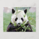 Recherche de panda kawaii cartes postales Animal