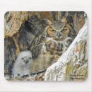 Recherche de hibou cornes tapis souris Oiseaux
